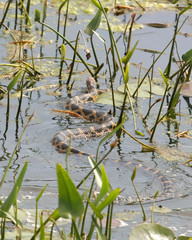Foxsnake in wetland