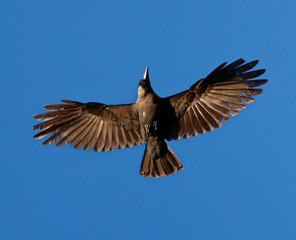 flying crow isolated in the sky