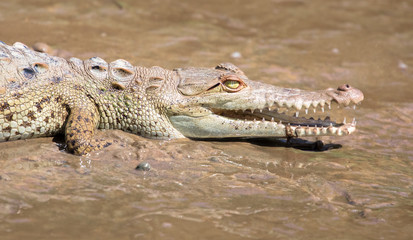 Fototapeta premium American crocodile (Crocodylus acutus) juvenile in the mangroves near Sierpe, Costa Rica.