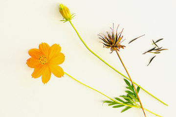 Life Cycle of a Klondyke Cosmo