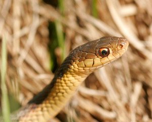Gartersnake