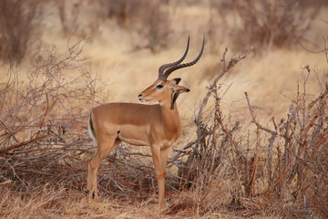 Naklejka na ściany i meble A bird whispers something to the Impala