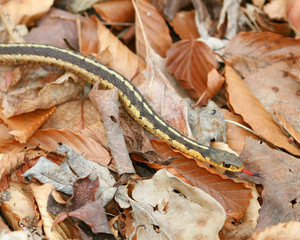 Gartersnake