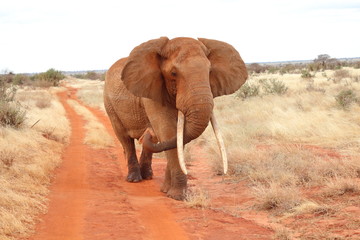 Fototapeta na wymiar An elephant walks on dirt road