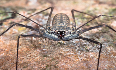Whip spider, or tailless whip scorpion (order Amblypygi) on the Osa Peninsula, Costa Rica.