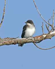 Fototapeta premium Flycatcher