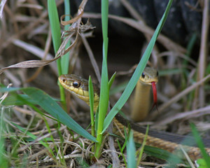Gartersnake