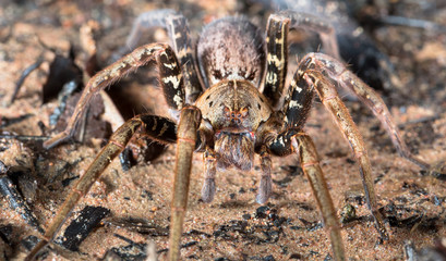 Wolf spider (family Lycosidae), Osa Peninsula, Costa Rica.