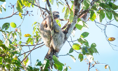 Fototapeta premium Brown-throated sloth (Bradypus variegatus), a type of three-toed sloth, sitting in a tree on the Osa Peninsula, Costa Rica.