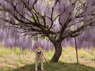 藤の花と柴犬