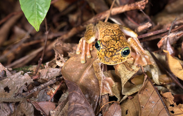 Rosenberg's treefrog, or Gladiator treefrog (Hypsiboas rosenbergi) on the forest floor at night. Osa Peninsula, Costa Rica.
