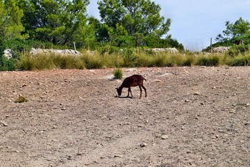 Wild goat is eating near to way to the Formentor Lighthouse in Mallorca