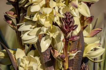 Obraz premium Yucca flower up close