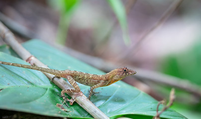 Golfo-Dulce anole, or many-scaled anole (Norops polylepis), resting on jungle vegetation, Osa Peninsula, Costa Rica.