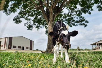Curious calf in a lush farm yard