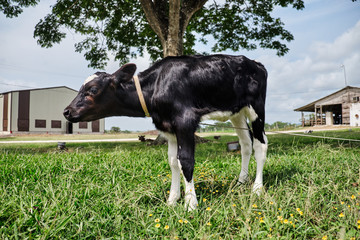 Calf standing in a green meadow