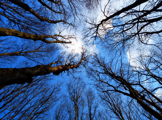 View of the trees below
