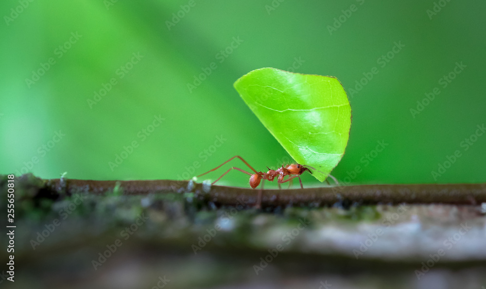 Poster leaf-cutter ant (atta sp.) near puerto viejo de sarapiqui, costa rica.