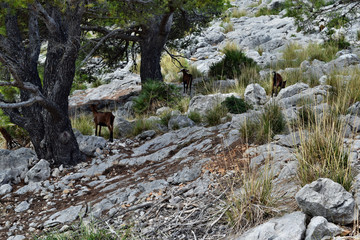  Wild goat is looking near to way to the Formentor lighthouse in Mallorca
