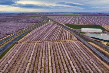 Miles of rows of blooming almond trees planted between and next to Highway 5 in Northern California...