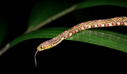 Snail eater (Sibon sp., either Sibon argus or Sibon longifrenis) near Puerto Viejo de Sarapiqui, Costa Rica.