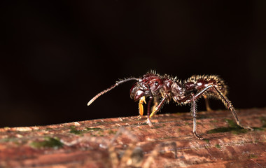 Bullet ant (Paraponera clavata) near Puerto Viejo de Sarapiqui, Costa Rica.