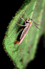 Moth on a leaf at night near Puerto Viejo de Sarapiqui, Costa Rica.