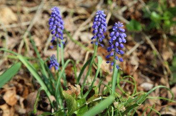 Blue muscari flowers