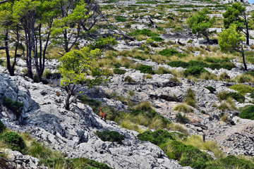 Wild goat is walking near to way to the Formentor lighthouse