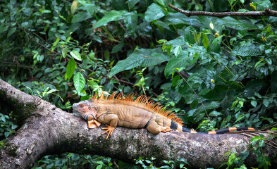 Green iguana (Iguana iguana) near Puerto Viejo de Sarapiqui, Costa Rica.