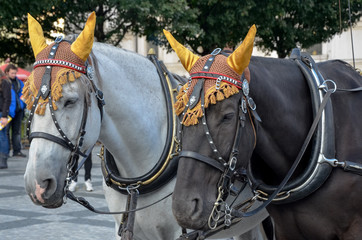 Horses dressed up
