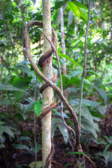 Large vines wrapped around a small tree in dense lowland jungle near Puerto Viejo de Sarapiqui, Costa Rica.