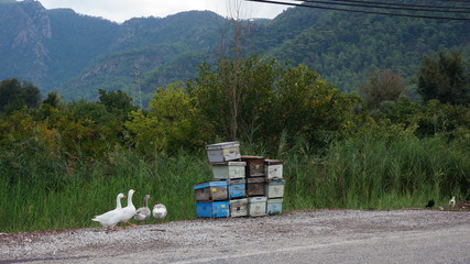 beehive board honey making and goose outdoor