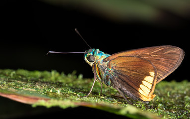Iridescent moth on a leaf at night near Puerto Viejo de Sarapiqui, Costa Rica.