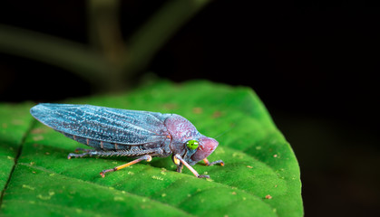 Stripe-legged sharpshooter (Abana gigas) near Puerto Viejo de Sarapiqui, Costa Rica.