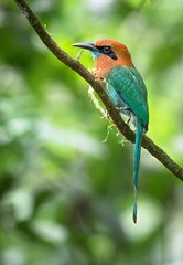 Rufous motmot (Baryphthengus martii) near Puerto Viejo de Sarapiqui, Costa Rica.