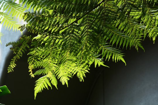 Cyathea spinulosa (Tree fern)