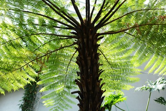 Cyathea spinulosa (Tree fern)