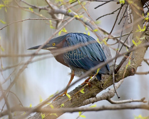 Green Heron