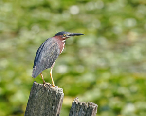 Green Heron