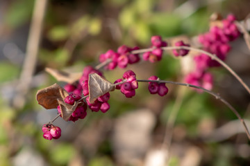 flowers in garden