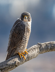 Peregrine Falcon 