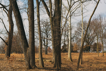 trees in the forest in winter