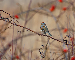 Sparrow and rosehips