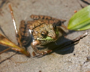 Frog in water