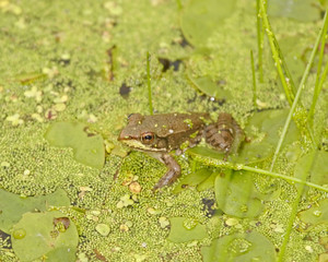 Frog in duckweed