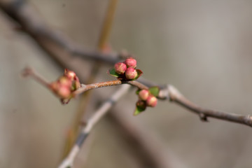 branch of a tree
