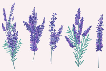 Collection of vector vintage rose flowers in bouquets © Mary fleur