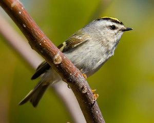 Kinglet