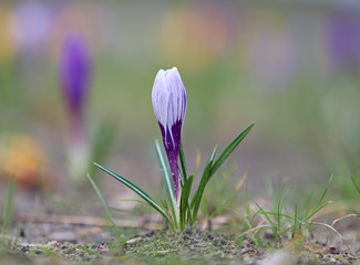 crocus spring flower